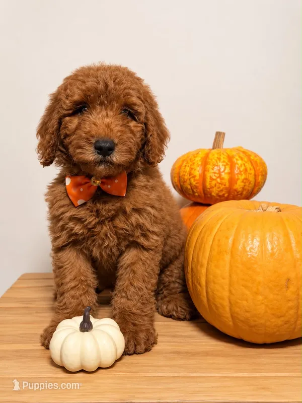 Marshall – Goldendoodle, Poodle - Miniature  puppy for sale in Clarksville, TN