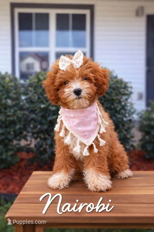 Nairobi  – Goldendoodle, Poodle - Miniature  puppy for sale in Clarksville, TN