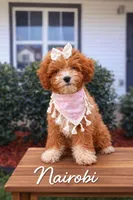 Nairobi , a female Goldendoodle and Poodle - Miniature  for sale in Clarksville, TN – Photo 1 of 2