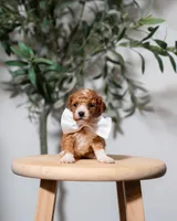 Nairobi , a female Goldendoodle and Poodle - Miniature  for sale in Clarksville, TN – Photo 2 of 2