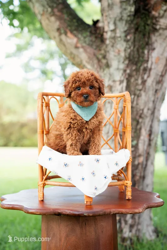 Piglet – Goldendoodle, Poodle - Toy  puppy for sale in Clarksville, TN