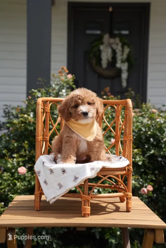 Jorah – Poodle - Miniature , Miniature Goldendoodle puppy for sale in Clarksville, TN