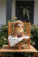 Jorah, a male Poodle - Miniature  and Miniature Goldendoodle for sale in Clarksville, TN – 2 of 3