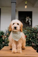 Santorini , a male Goldendoodle and Poodle - Miniature  for sale in Clarksville, TN – 3 of 3