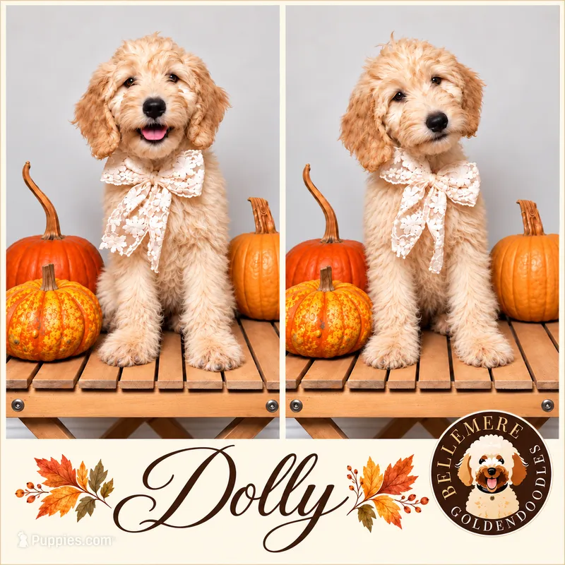 Dolly – Goldendoodle, Poodle - Miniature  puppy for sale in Clarksville, TN
