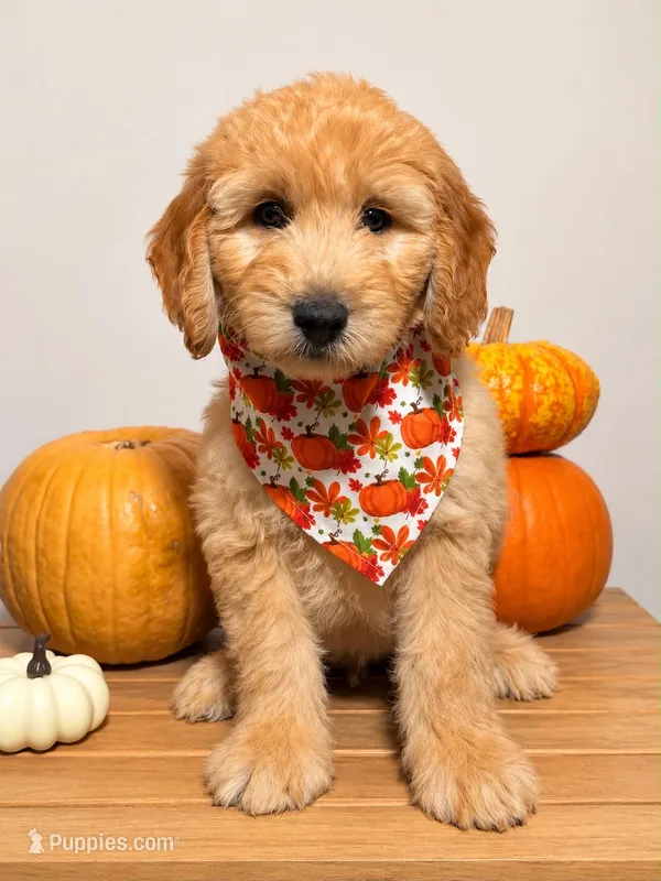 Chase – Goldendoodle, Poodle - Miniature  puppy for sale in Clarksville, TN