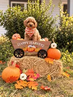 Simba, a male Goldendoodle and Poodle - Toy  for sale in Clarksville, TN – 1 of 1