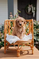 Tyrion, a male Poodle - Miniature  and Miniature Goldendoodle for sale in Clarksville, TN – 1 of 1