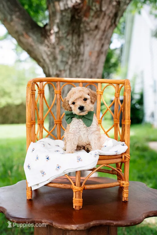 Ben – Goldendoodle, Poodle - Miniature  puppy for sale in Clarksville, TN