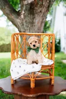 Ben, a male Goldendoodle and Poodle - Miniature  for sale in Clarksville, TN – 1 of 1