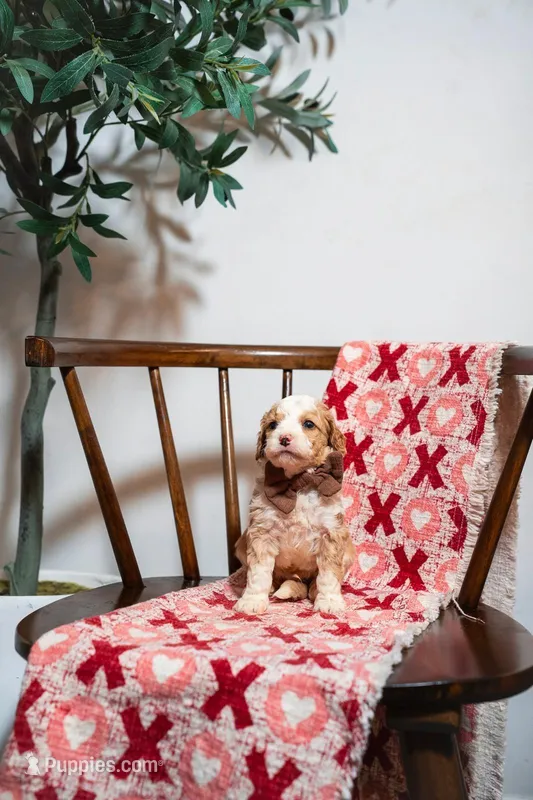 Tahiti – Goldendoodle, Poodle - Miniature  puppy for sale in Clarksville, TN