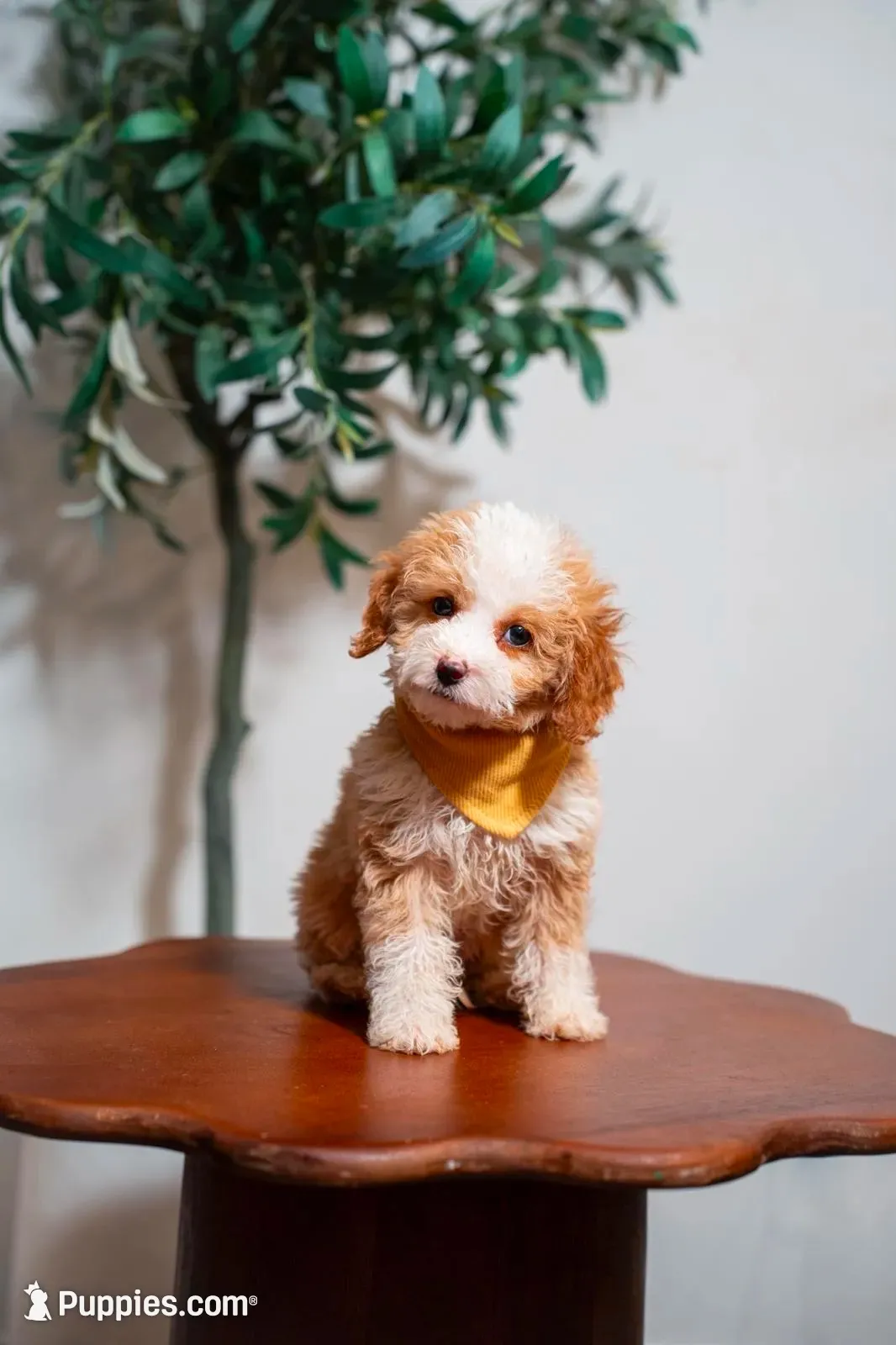 Tahiti, a male Goldendoodle and Poodle - Miniature  for sale in Clarksville, TN – 2 of 3