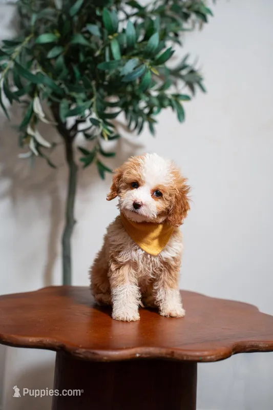 Tahiti – Goldendoodle, Poodle - Miniature  puppy for sale in Clarksville, TN