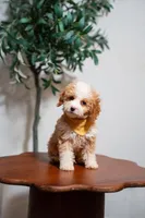 Tahiti, a male Goldendoodle and Poodle - Miniature  for sale in Clarksville, TN – Photo 2 of 2