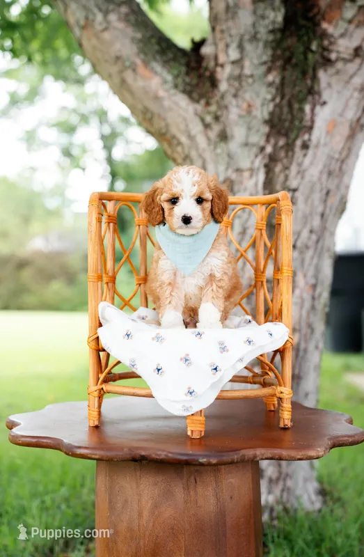 Reed – Goldendoodle, Poodle - Miniature  puppy for sale in Clarksville, TN