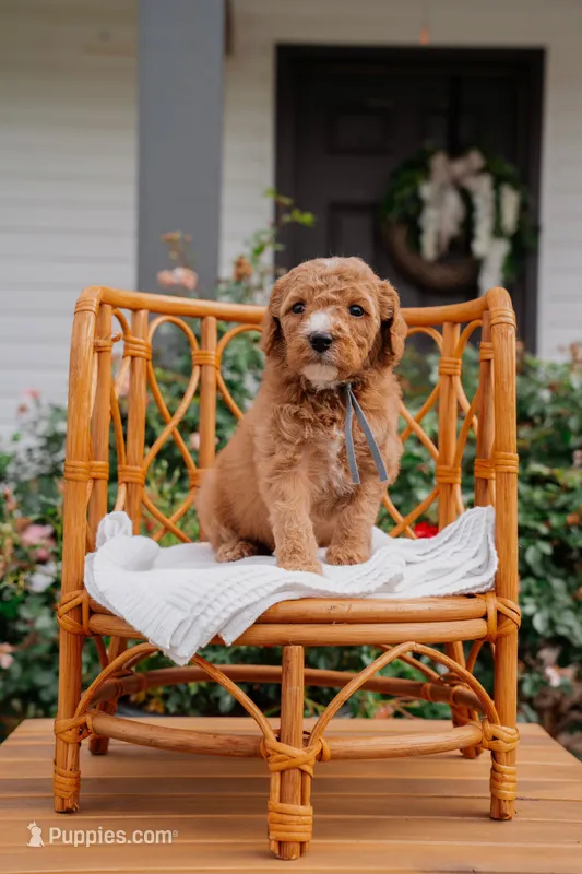 Davos – Poodle - Miniature , Miniature Goldendoodle puppy for sale in Clarksville, TN