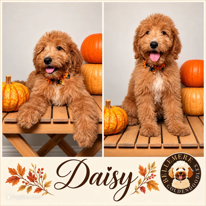 Daisy – Goldendoodle, Poodle - Miniature  puppy for sale in Clarksville, TN