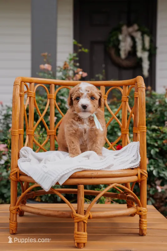 Snow, a male Poodle - Miniature  and Miniature Goldendoodle for sale in Clarksville, TN – 1 of 1
