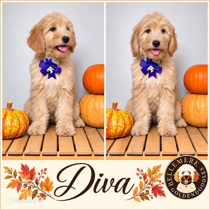 Diva – Goldendoodle, Poodle - Miniature  puppy for sale in Clarksville, TN
