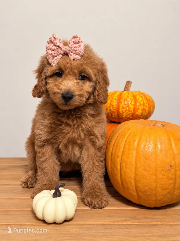 Everest  – Goldendoodle, Poodle - Miniature  puppy for sale in Clarksville, TN