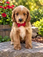 Pumbaa, a male Goldendoodle and Poodle - Toy  for sale in Clarksville, TN – 1 of 1
