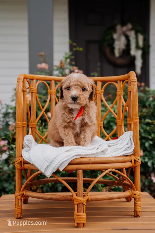 Drogo – Poodle - Miniature , Miniature Goldendoodle puppy for sale in Clarksville, TN
