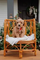 Drogo, a male Poodle - Miniature  and Miniature Goldendoodle for sale in Clarksville, TN – 1 of 1