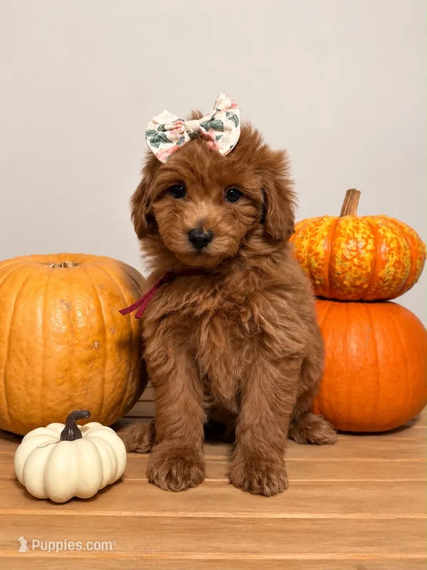 Skye – Goldendoodle, Poodle - Miniature  puppy for sale in Clarksville, TN