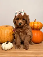 Skye, a female Goldendoodle and Poodle - Miniature  for sale in Clarksville, TN – 1 of 1
