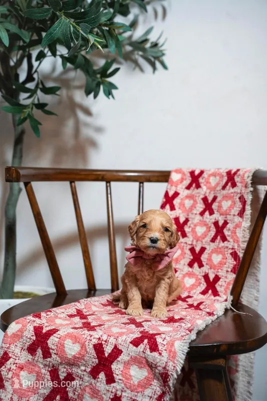Maui – Goldendoodle, Poodle - Miniature  puppy for sale in Clarksville, TN