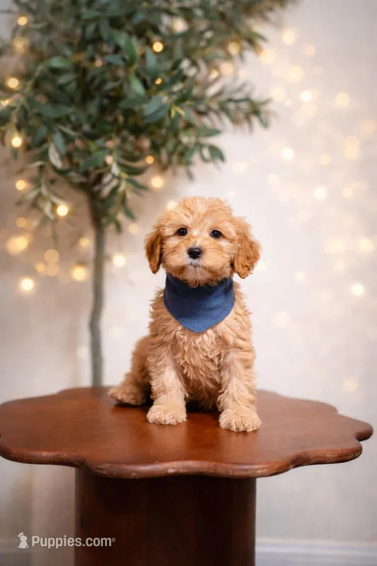 Maui – Goldendoodle, Poodle - Miniature  puppy for sale in Clarksville, TN