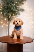 Maui, a male Goldendoodle and Poodle - Miniature  for sale in Clarksville, TN – Photo 2 of 2