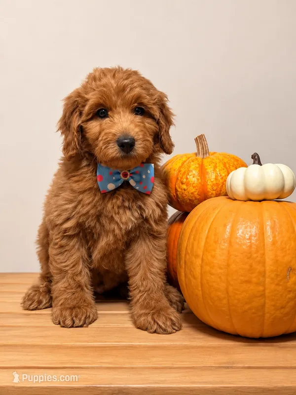 Rocky – Goldendoodle, Poodle - Miniature  puppy for sale in Clarksville, TN