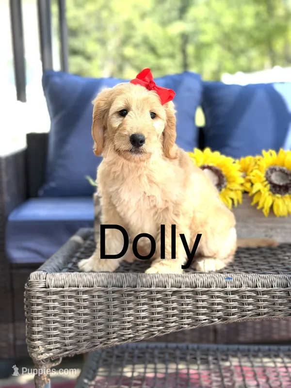 Dolly – Goldendoodle, Poodle - Miniature  puppy for sale in Clarksville, TN