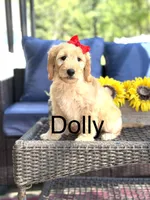 Dolly, a female Goldendoodle and Poodle - Miniature  for sale in Clarksville, TN – 1 of 1