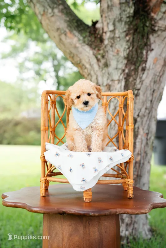Ben – Goldendoodle, Poodle - Miniature  puppy for sale in Clarksville, TN