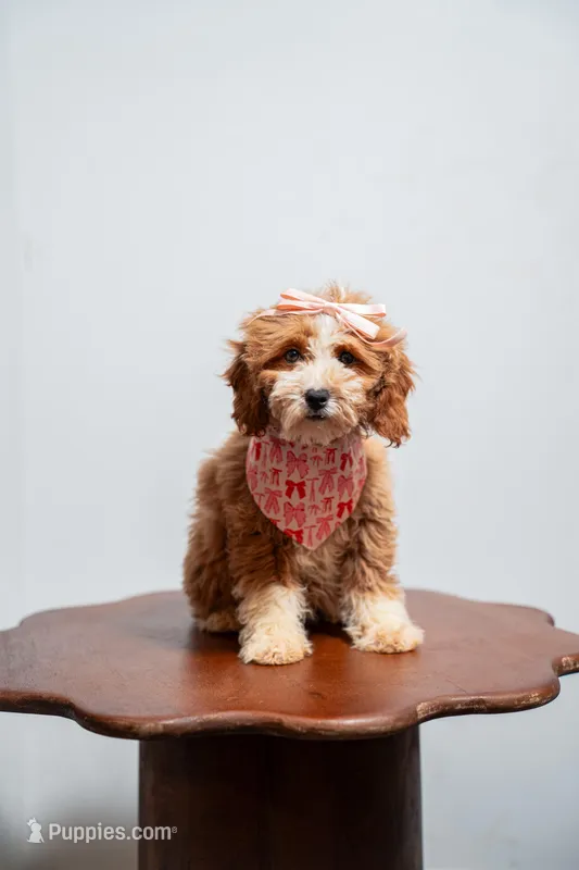 Bora – Goldendoodle, Poodle - Miniature  puppy for sale in Clarksville, TN