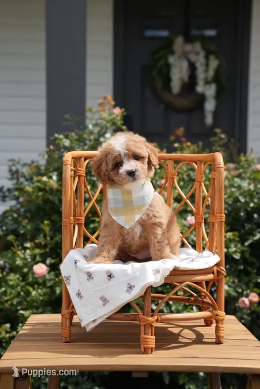 Snow – Poodle - Miniature , Miniature Goldendoodle puppy for sale in Clarksville, TN