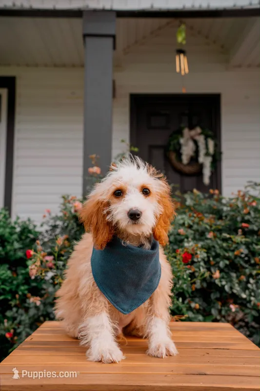 Tahiti – Goldendoodle, Poodle - Miniature  puppy for sale in Clarksville, TN