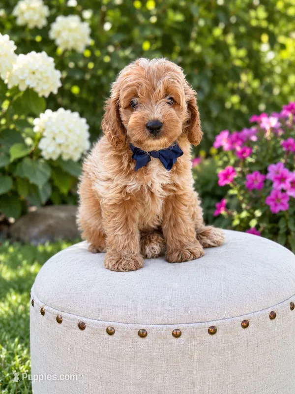 Simba  – Goldendoodle, Poodle - Toy  puppy for sale in Clarksville, TN