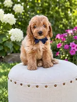Simba , a male Goldendoodle and Poodle - Toy  for sale in Clarksville, TN – 1 of 1