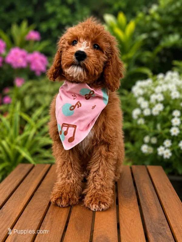 Tyrion – Poodle - Miniature , Miniature Goldendoodle puppy for sale in Clarksville, TN