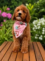Tyrion, a male Poodle - Miniature  and Miniature Goldendoodle for sale in Clarksville, TN – 1 of 4