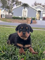 Female puppy , a female Rottweiler for sale in Kissimmee, FL – Photo 1 of 2