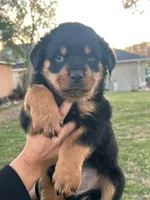 Female puppy , a female Rottweiler for sale in Kissimmee, FL – Photo 2 of 2