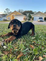 Male, a male Rottweiler for sale in Kissimmee, FL – Photo 1 of 3