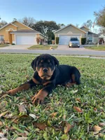 Male, a male Rottweiler for sale in Kissimmee, FL – Photo 3 of 3