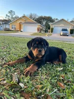Male, a male Rottweiler for sale in Kissimmee, FL – Photo 2 of 3