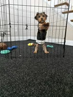 Ace, a male Yorkshire Terrier for sale in High Point, NC – 4 of 4