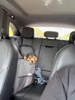 Ace, a male Yorkshire Terrier for sale in High Point, NC – 2 of 4